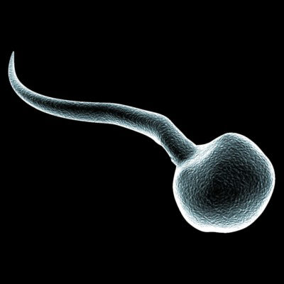 sperm-cell.jpg
